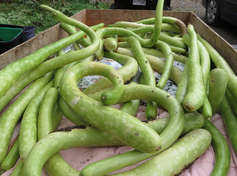 Zucchini 'Sicilien'