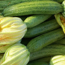 Zucchini 'Striato Pugliese'