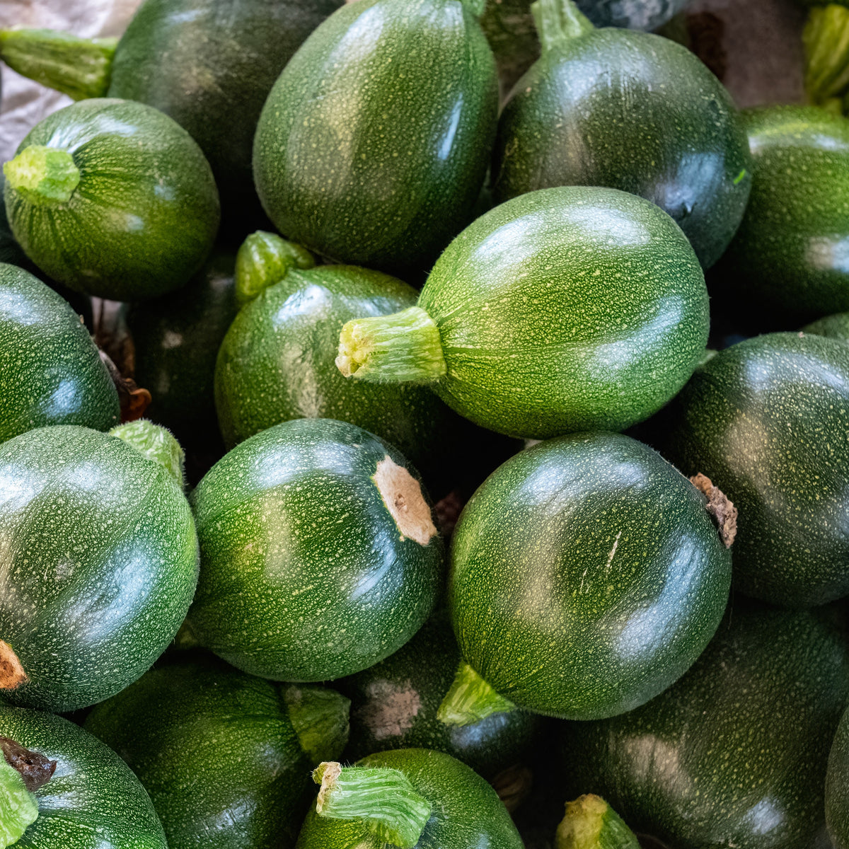 Photo de Zucchini rond 'Eight Ball' F1. Prévoyez une surface suffisante au potager pour que le feuillage puisse s'étendre sans étouffer les cultures voisines. La couleur caractéristique est : vert moyen foncé. Les fruits présentent cette forme : ronde. Le visuel permet d'observer les contours, les teintes et la disposition des éléments présentés.