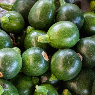 Photo de Zucchini rond 'Eight Ball' F1. Prévoyez une surface suffisante au potager pour que le feuillage puisse s'étendre sans étouffer les cultures voisines. La couleur caractéristique est : vert moyen foncé. Les fruits présentent cette forme : ronde. Le visuel permet d'observer les contours, les teintes et la disposition des éléments présentés.