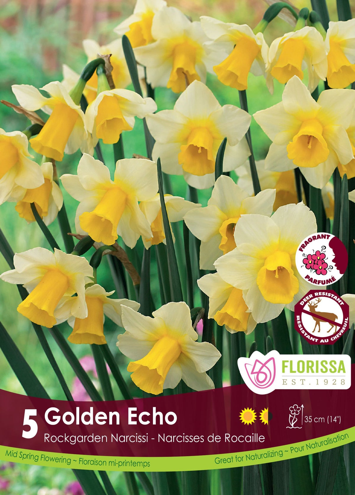 Narcisse ‘Golden Echo’ ( Narcissus ) : des narcisses blancs à longue trompette jaune. Le visuel Florissa présente la plante et son nom dans la partie inférieure de l’étiquette. La photographie occupe presque toute la surface, tandis que le bandeau du bas rassemble les indications du produit. Cette vue permet de reconnaître son apparence et de distinguer la variété présentée.
