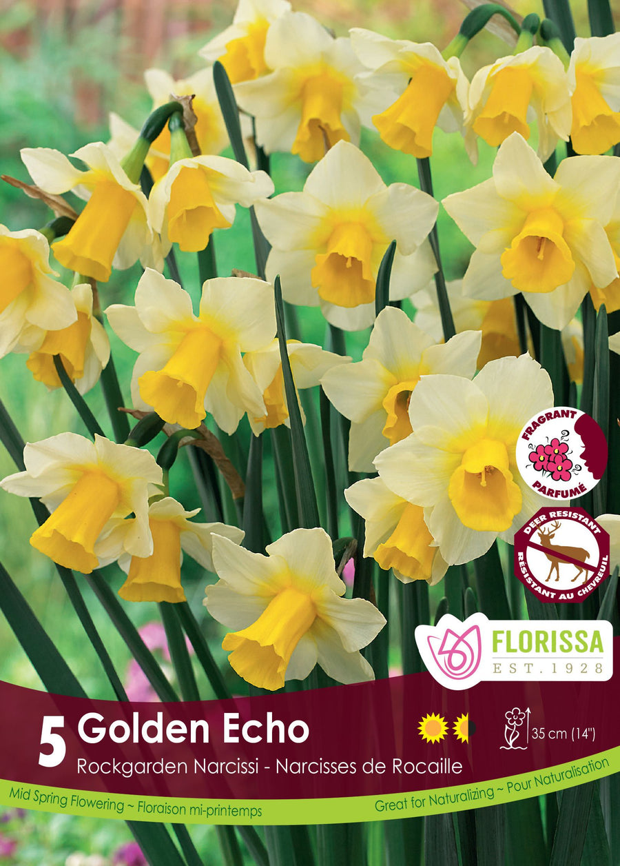 Narcisse ‘Golden Echo’ ( Narcissus ) : des narcisses blancs à longue trompette jaune. Le visuel Florissa présente la plante et son nom dans la partie inférieure de l’étiquette. La photographie occupe presque toute la surface, tandis que le bandeau du bas rassemble les indications du produit. Cette vue permet de reconnaître son apparence et de distinguer la variété présentée.