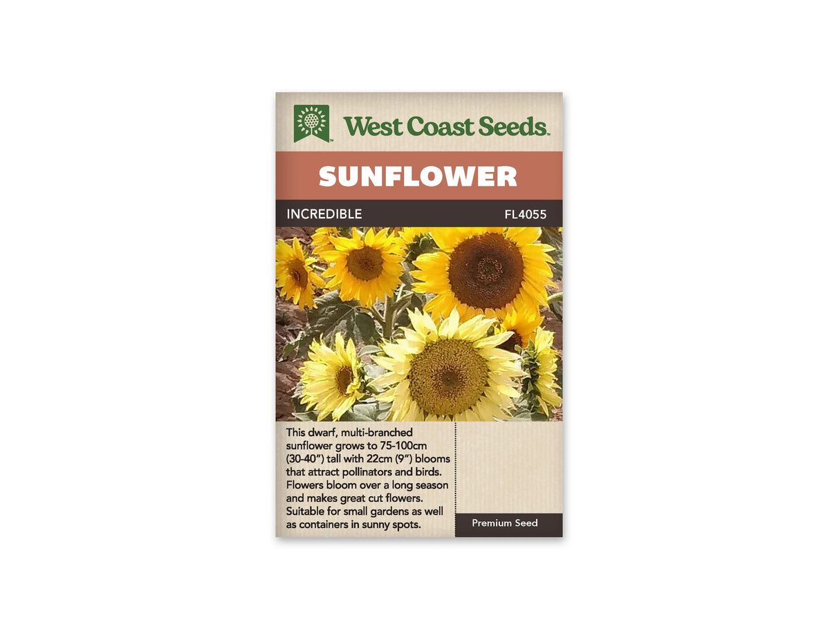 Sachet beige de semences Incredible avec bandeau terre cuite et nom sur fond brun. La photographie présente un groupe de tournesols jaunes à différents stades d'ouverture. Les grands disques centraux varient du brun foncé au jaune miel. Des feuilles vert gris et des tiges se mêlent entre les fleurs, dont plusieurs occupent tout le premier plan.