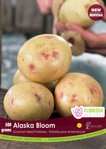 Pomme de terre Gourmet ‘Alaska Bloom’ ( Solanum tuberosum ) : des pommes de terre claires marquées de rose. Le visuel Florissa présente la plante et son nom dans la partie inférieure de l’étiquette. La photographie occupe presque toute la surface, tandis que le bandeau du bas rassemble les indications du produit. Cette vue permet de reconnaître son apparence et de distinguer la variété présentée.