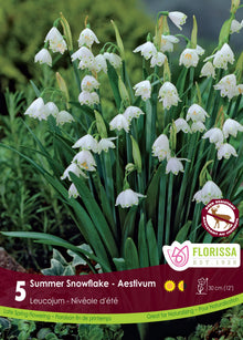 Leucojum Aestivum