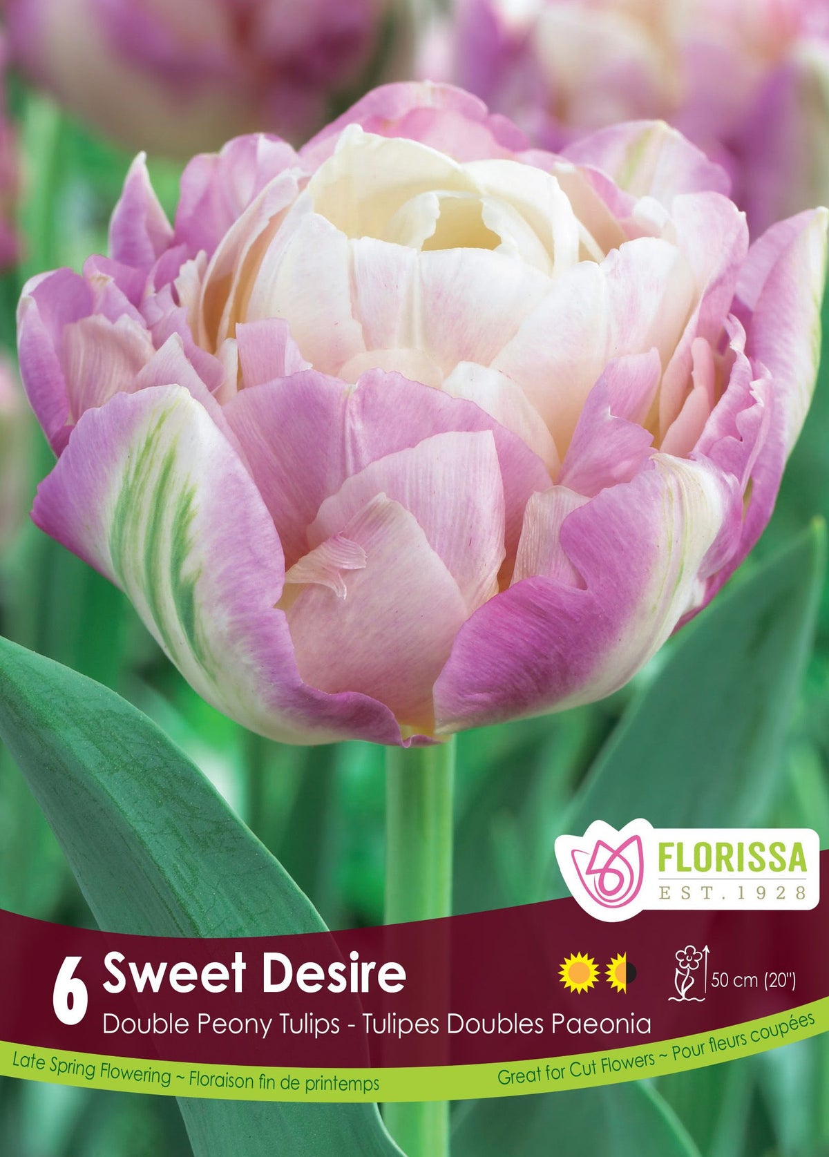 Tulipe Sweet Desire ( Tulipa ) : une tulipe double blanche, rose et lilas. Le visuel Florissa présente la plante et son nom dans la partie inférieure de l’étiquette. La photographie occupe presque toute la surface, tandis que le bandeau du bas rassemble les indications du produit. Cette vue permet de reconnaître son apparence et de distinguer la variété présentée.
