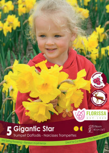 Gigantic Star Narcissus