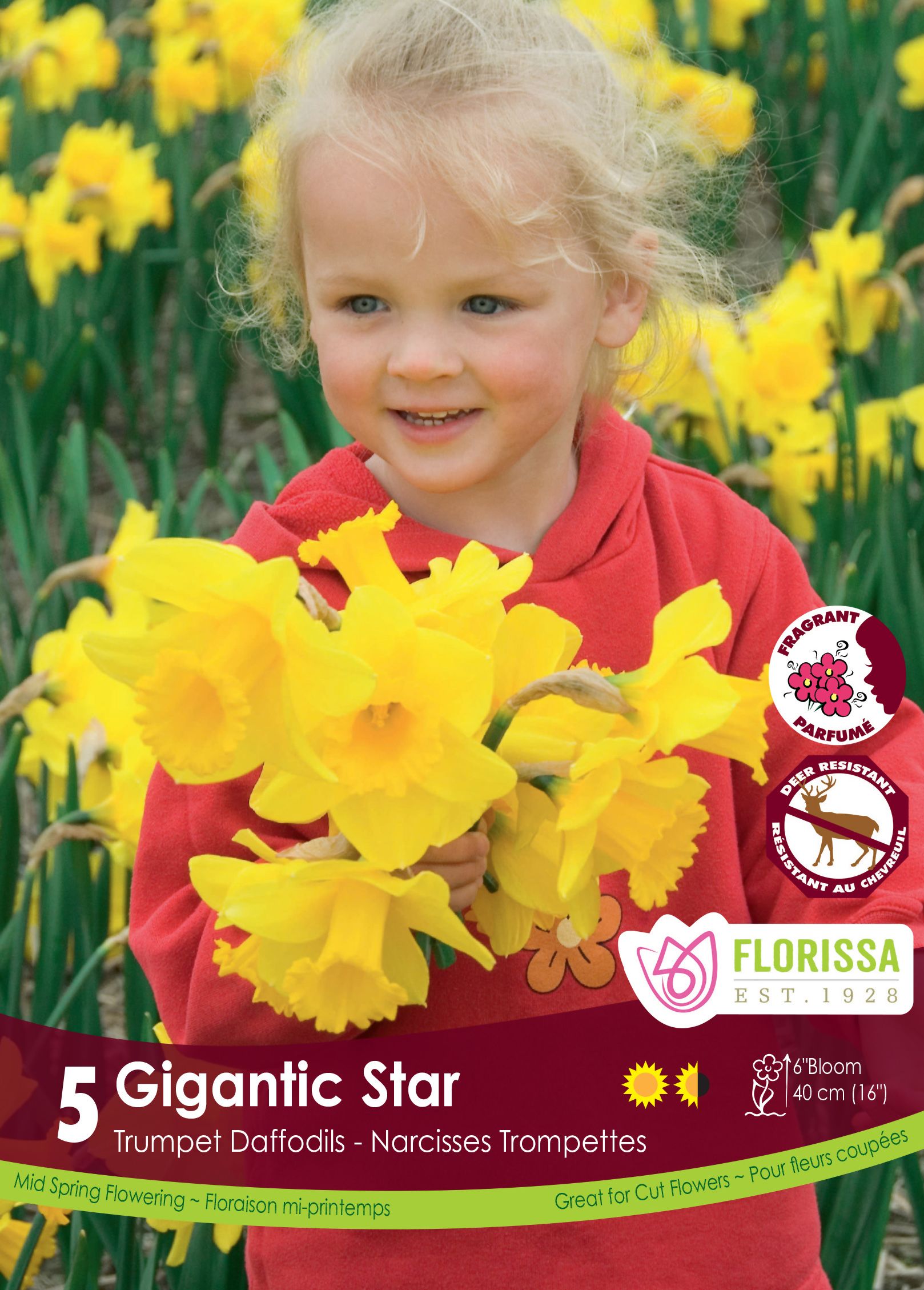 Gigantic Star Narcissus