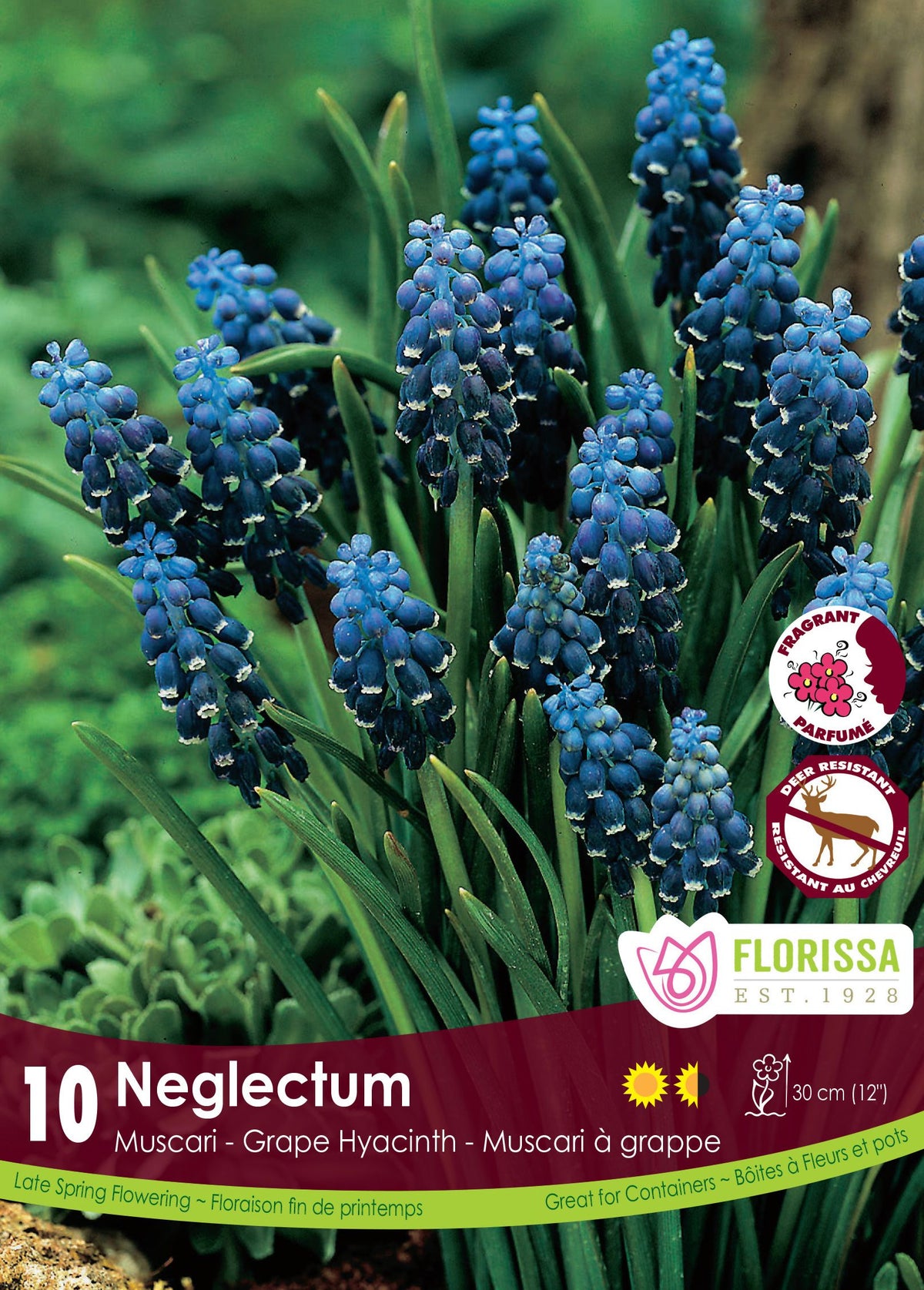 Muscari Neglectum