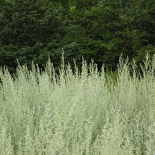 Absinthe Grande organic