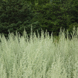 Absinthe Grande organic