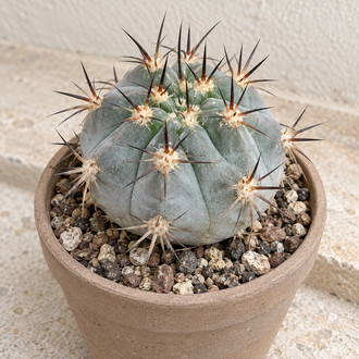 Acanthocalycium glaucum bleu gris aux épines sombres, dans un pot sur une surface en pierre claire.