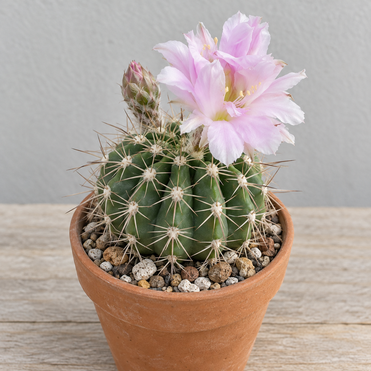 Acanthocalycium peitscheriana aux fleurs rose pâle et aux épines fines, en pot de terre cuite sur une table en bois.