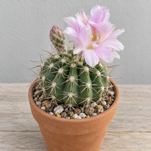Acanthocalycium peitscheriana aux fleurs rose pâle et aux épines fines, en pot de terre cuite sur une table en bois.