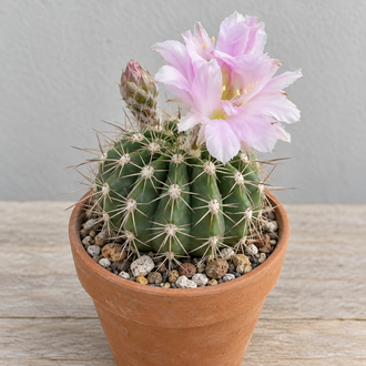 Acanthocalycium peitscheriana aux fleurs rose pâle et aux épines fines, en pot de terre cuite sur une table en bois.