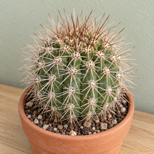 Acanthocalycium spiniflorum vert aux longues épines claires et brunes, dans un pot en terre cuite.