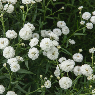 Achillée Noblessa. Petites fleurs blanches doubles au milieu de tiges vertes. Le cadrage permet de voir les formes, les couleurs et les détails du sujet représenté. Les contours se détachent du fond de l’image, avec des différences de teinte et de texture visibles sur les surfaces. Cette vue accompagne la présentation du produit dans la boutique.