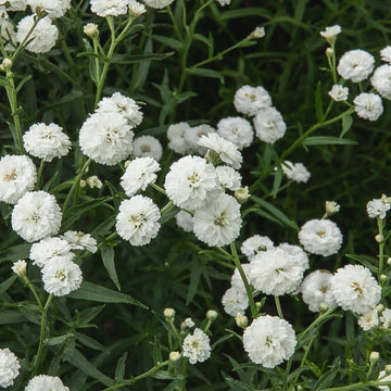 Achillée noblessa bio