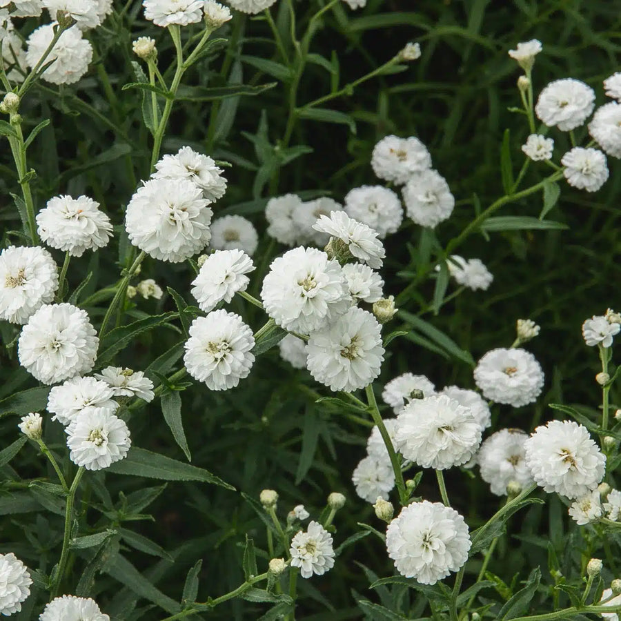 Achillée noblessa bio