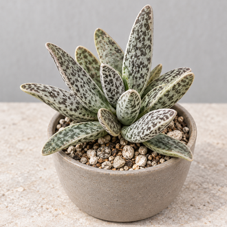 Adromischus marianae ‘Clan William’ aux feuilles charnues gris vert tachetées, dans un pot gris sur une surface claire.