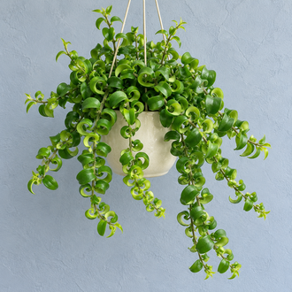 Aeschynanthus ‘Rasta’ au feuillage vert bouclé et retombant, dans un pot suspendu crème.