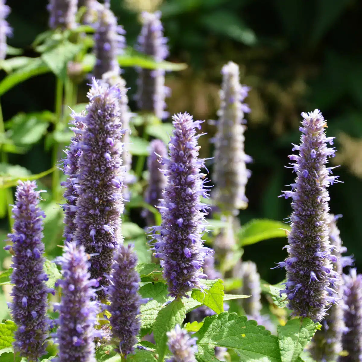 Agastache de Corée. Épis d’agastache mauves dressés dans un massif. Le cadrage permet de voir les formes, les couleurs et les détails du sujet représenté. Les contours se détachent du fond de l’image, avec des différences de teinte et de texture visibles sur les surfaces. Cette vue accompagne la présentation du produit dans la boutique.