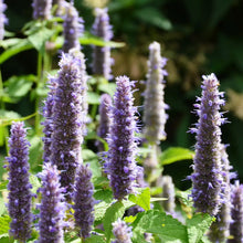 Agastache de Corée. Épis d’agastache mauves dressés dans un massif. Le cadrage permet de voir les formes, les couleurs et les détails du sujet représenté. Les contours se détachent du fond de l’image, avec des différences de teinte et de texture visibles sur les surfaces. Cette vue accompagne la présentation du produit dans la boutique.