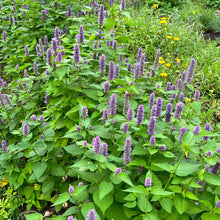 Agastache fenouil en fleurs, vivace aromatique aux épis mauves.