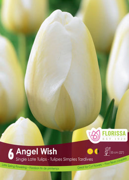 Angels Wish Tulip