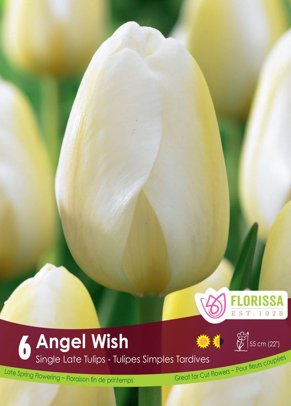 Tulipe Angels Wish