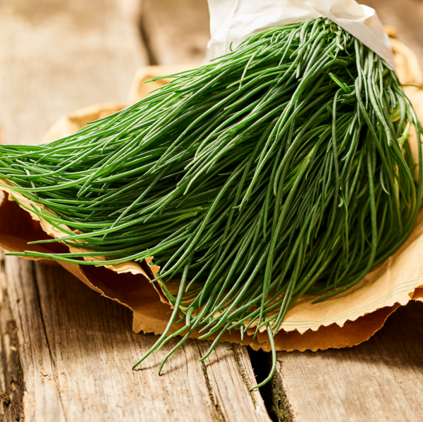 Semences Agretti (Soda inermis)