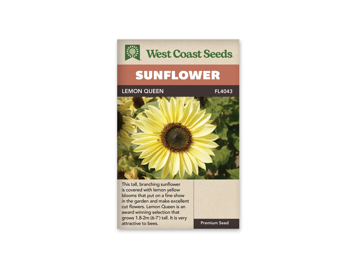 Sachet beige de semences Lemon Queen avec bandeau terre cuite et nom sur fond brun. La photographie montre une fleur jaune citron pâle, aux pétales pointus disposés autour d'un centre brun sombre. Une fine couronne dorée borde le disque. Le feuillage vert et plusieurs fleurs floues forment l'arrière-plan, avec un bouton fermé en bas à gauche.
