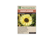 Sachet beige de semences Lemon Queen avec bandeau terre cuite et nom sur fond brun. La photographie montre une fleur jaune citron pâle, aux pétales pointus disposés autour d'un centre brun sombre. Une fine couronne dorée borde le disque. Le feuillage vert et plusieurs fleurs floues forment l'arrière-plan, avec un bouton fermé en bas à gauche.