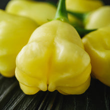 Aji Fantasy pepper (<em>Capsicum baccatum</em>)