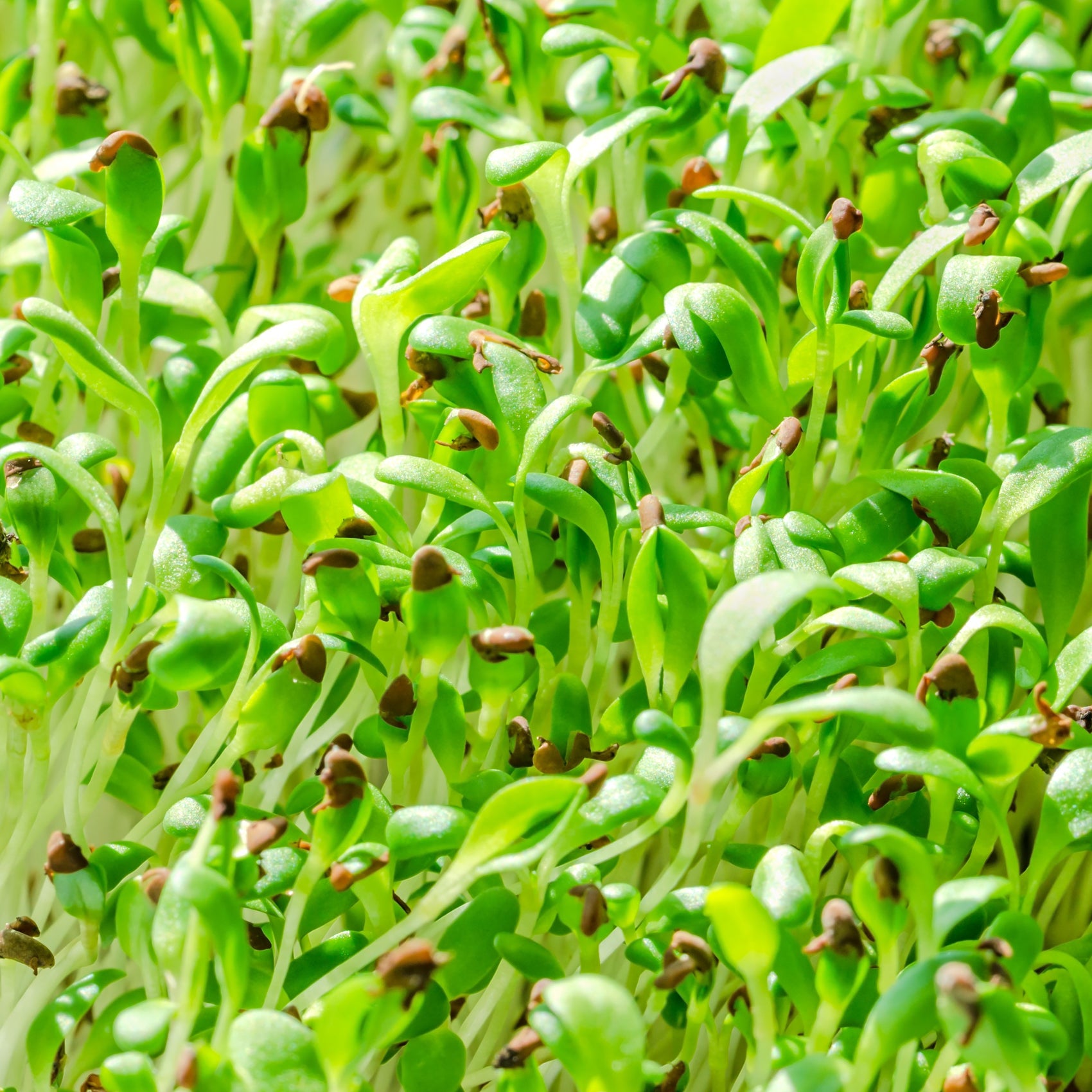 Sprouts Alfalfa organic