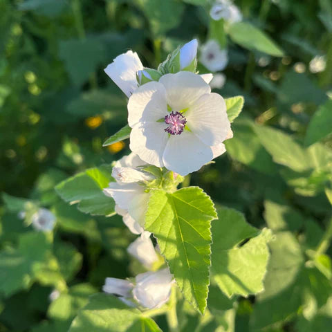Guimauve officinale en fleurs, plante vivace aux fleurs rose pâle.