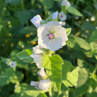Marshmallow in bloom, a perennial with pale pink flowers. Marshmallow (Althaea officinalis) is a tall perennial with soft, slightly velvety grey-green foliage and an elegant upright outline. Its stems carry many finely veined pale pink to white flowers from midsummer into early fall. The deciduous foliage disappears during winter, while the hardy crown resumes growth in spring.