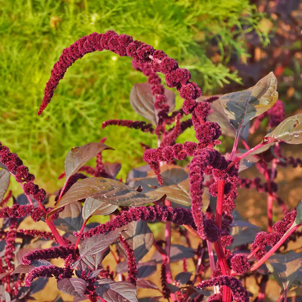 Organic 'Hopi Red Dye' Amaranth