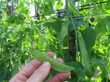 'Ambrosia' peas