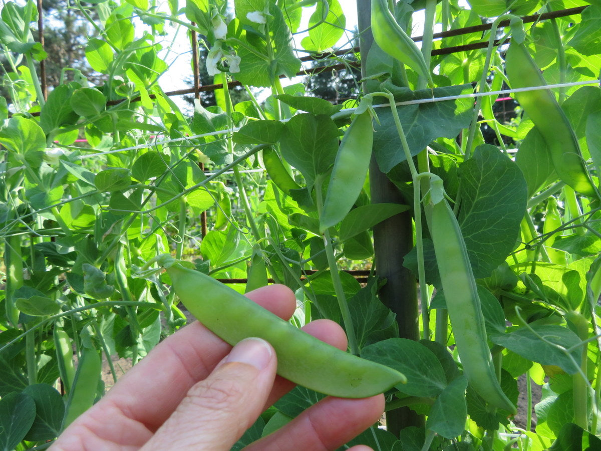 'Ambrosia' peas