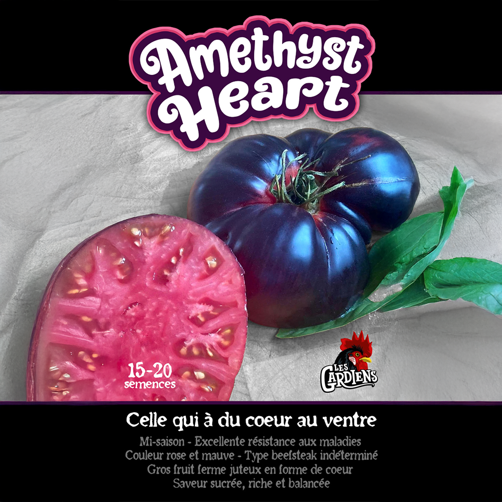 Amethyst Heart tomato (<em>Solanum lycopersicum</em> ‘Amethyst Heart’)