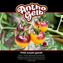 Antho Gelb tomato (<em>Solanum lycopersicum</em> ‘Antho Gelb’)