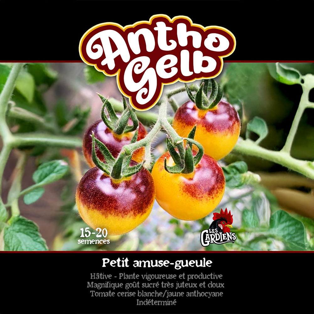 Antho Gelb tomato (<em>Solanum lycopersicum</em> ‘Antho Gelb’)