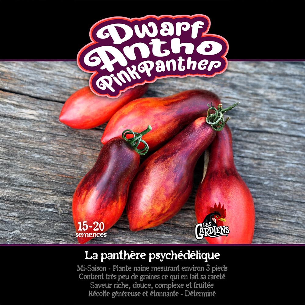 Dwarf Antho Pink Panther tomato (<em>Solanum lycopersicum</em> ‘Dwarf Antho Pink Panther’)