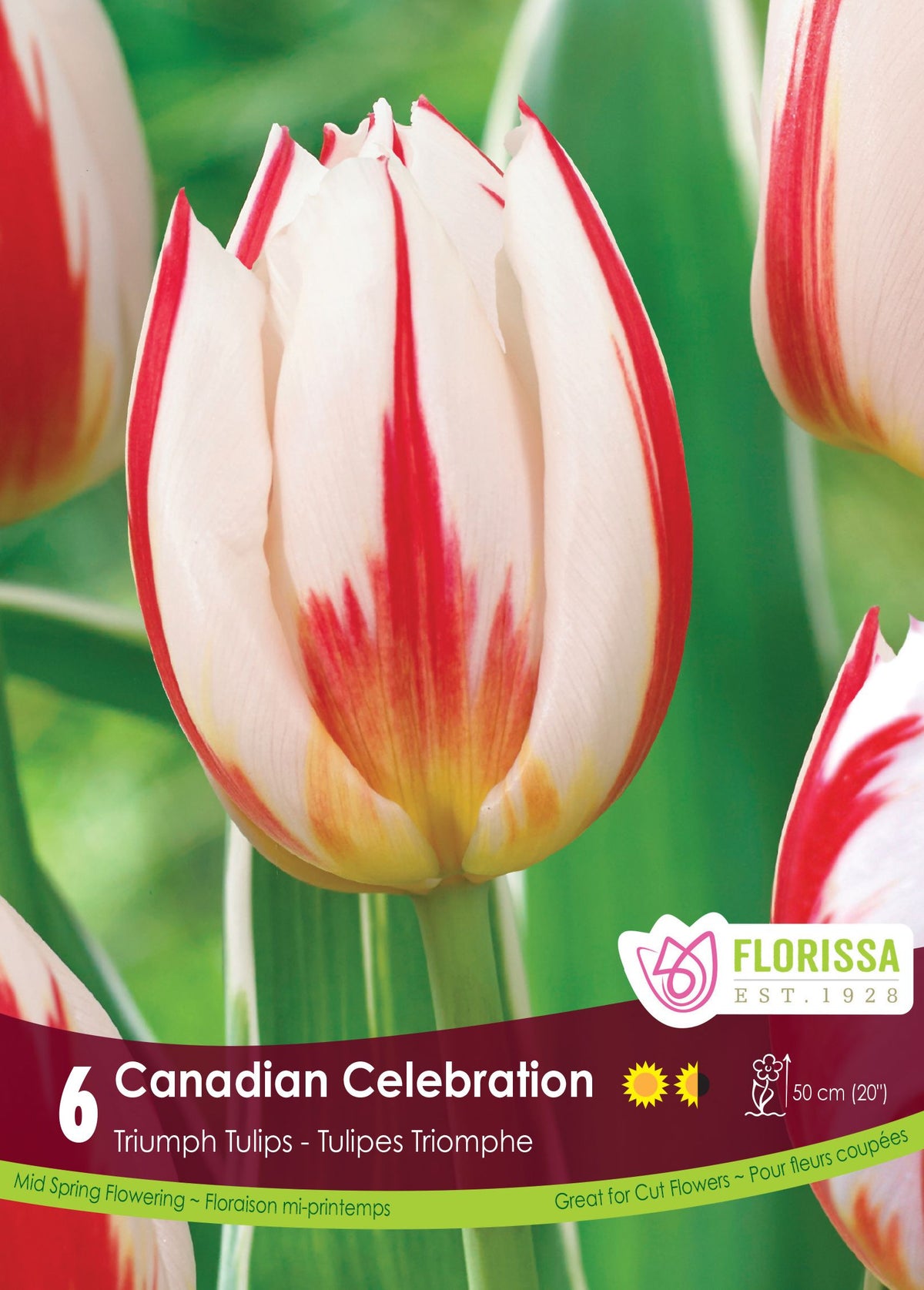 Tulipe Canadian Celebration