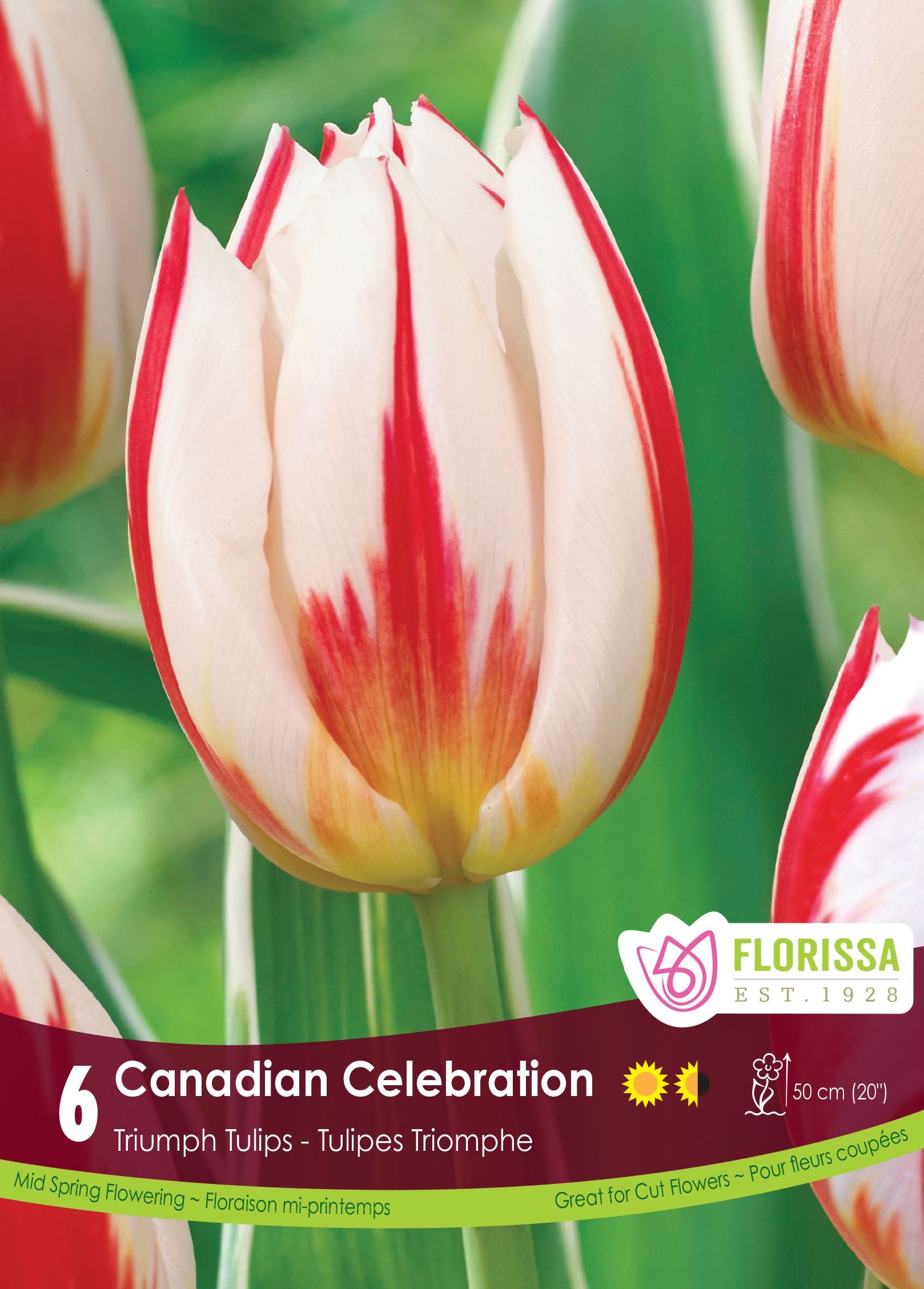 Tulipe Canadian Celebration
