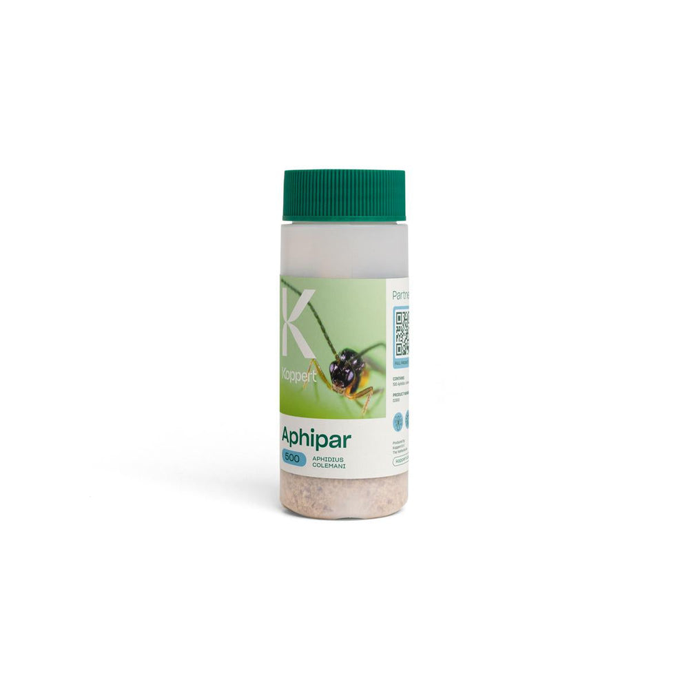 APHIPAR Koppert — Aphidius colemani — 1 bouteille de 500 individus