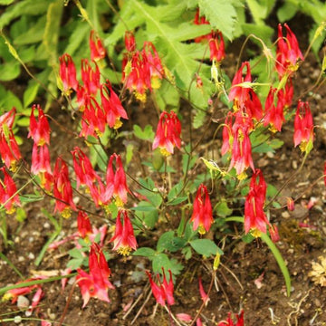 aquilegia canadensis