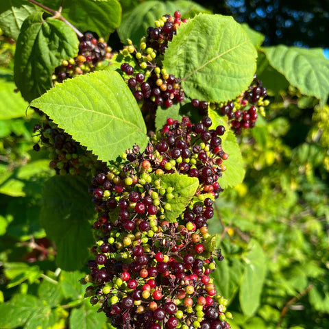Aralie à grappes, grande vivace indigène au feuillage composé.