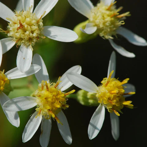 Aster à ombelles en fleurs, vivace indigène aux fleurs blanches.